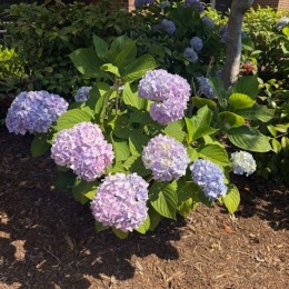 a garden with flowers